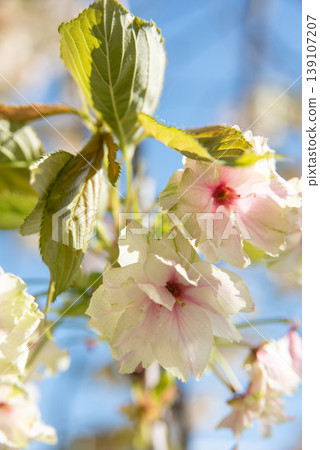 The Gyoiko cherry blossoms are changing to a pink color. The Gyoiko cherry blossoms are changing to a pink color. 139107207