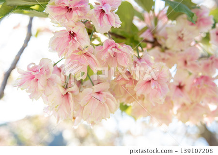 The Gyoiko cherry blossoms have turned pink. The Gyoiko cherry blossoms have turned pink. 139107208