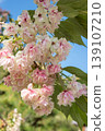 The Gyoiko cherry blossoms have turned pink. 139107210