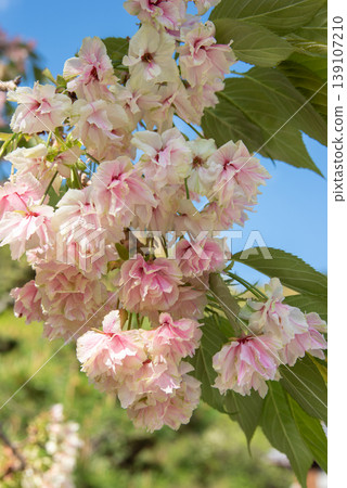 The Gyoiko cherry blossoms have turned pink. The Gyoiko cherry blossoms have turned pink. 139107210