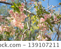 The Gyoiko cherry blossoms, which have turned a beautiful pink against the blue sky. 139107211