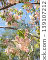 The Gyoiko cherry blossoms, which have turned a beautiful pink against the blue sky. 139107212