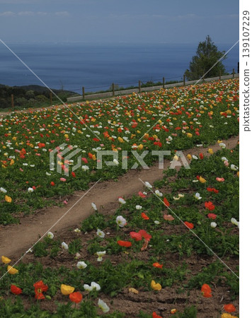 A vibrant carpet of poppies in full bloom spreads across the hill overlooking the sea. A vibrant carpet of poppies in full bloom spreads across the hill overlooking the sea. 139107229