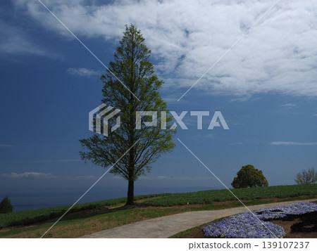 A breathtaking view from Awaji Hanasajiki on Awaji Island: the blue horizon and soaring trees. A breathtaking view from Awaji Hanasajiki on Awaji Island: the blue horizon and soaring trees. 139107237