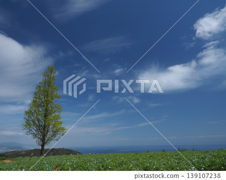 A breathtaking view from Awaji Hanasajiki on Awaji Island: the blue horizon and soaring trees. A breathtaking view from Awaji Hanasajiki on Awaji Island: the blue horizon and soaring trees. 139107238