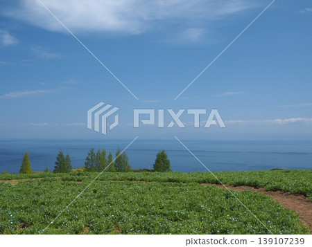 Awaji Island's Awaji Hanasajiki: A breathtaking view of the open hills overlooking the blue sea and sky. Awaji Island's Awaji Hanasajiki: A breathtaking view of the open hills overlooking the blue sea and sky. 139107239