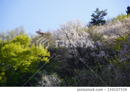 請欣賞長野縣埴科郡榊町山區盛開的山櫻。 請欣賞長野縣埴科郡榊町山區盛開的山櫻。 139107339