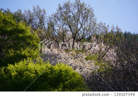 請欣賞長野縣埴科郡榊町山區盛開的山櫻。 請欣賞長野縣埴科郡榊町山區盛開的山櫻。 139107349