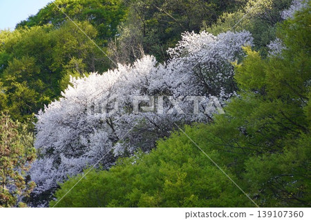 Please enjoy the mountain cherry blossoms blooming in the mountains of Sakaki Town, Hanishina District, Nagano Prefecture. 139107360