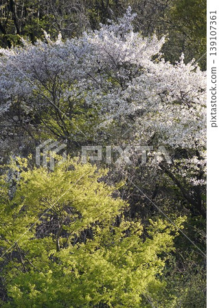 請欣賞長野縣埴科郡榊町山區盛開的山櫻。 請欣賞長野縣埴科郡榊町山區盛開的山櫻。 139107361