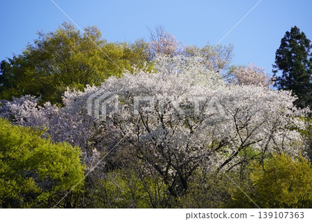 請欣賞長野縣埴科郡榊町山區盛開的山櫻。 請欣賞長野縣埴科郡榊町山區盛開的山櫻。 139107363