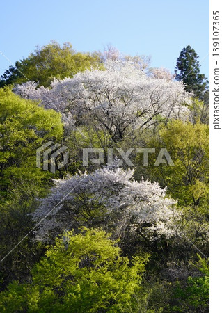 Please enjoy the mountain cherry blossoms blooming in the mountains of Sakaki Town, Hanishina District, Nagano Prefecture. Please enjoy the mountain cherry blossoms blooming in the mountains of Sakaki Town, Hanishina District, Nagano Prefecture. 139107365