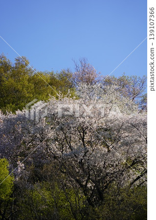 請欣賞長野縣埴科郡榊町山區盛開的山櫻。 請欣賞長野縣埴科郡榊町山區盛開的山櫻。 139107366