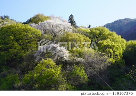請欣賞長野縣埴科郡榊町山區盛開的山櫻。 139107370