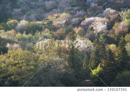 請欣賞長野縣埴科郡榊町山區盛開的山櫻。 139107391