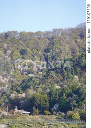 請欣賞長野縣埴科郡榊町山區盛開的山櫻。 請欣賞長野縣埴科郡榊町山區盛開的山櫻。 139107396