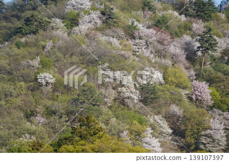 請欣賞長野縣埴科郡榊町山區盛開的山櫻。 請欣賞長野縣埴科郡榊町山區盛開的山櫻。 139107397