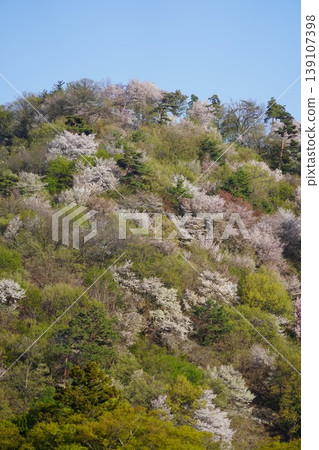 Please enjoy the mountain cherry blossoms blooming in the mountains of Sakaki Town, Hanishina District, Nagano Prefecture. Please enjoy the mountain cherry blossoms blooming in the mountains of Sakaki Town, Hanishina District, Nagano Prefecture. 139107398