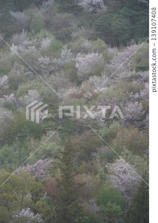 Please enjoy the mountain cherry blossoms blooming in the mountains of Sakaki Town, Hanishina District, Nagano Prefecture. Please enjoy the mountain cherry blossoms blooming in the mountains of Sakaki Town, Hanishina District, Nagano Prefecture. 139107408