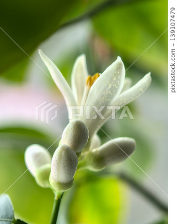 Artistic macro of Mexican lime blossom with unopened buds Artistic macro of Mexican lime blossom with unopened buds 139107479
