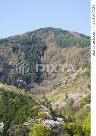 請欣賞長野縣埴科郡榊町山區盛開的山櫻。 請欣賞長野縣埴科郡榊町山區盛開的山櫻。 139107522