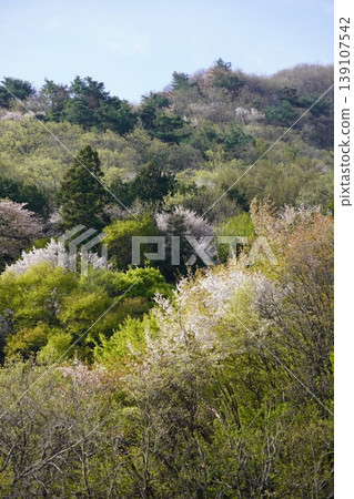 請欣賞長野縣埴科郡榊町山區盛開的山櫻。 請欣賞長野縣埴科郡榊町山區盛開的山櫻。 139107542
