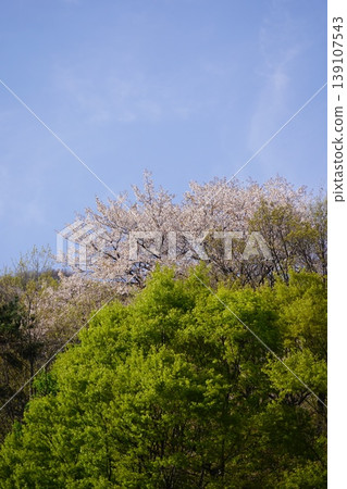 請欣賞長野縣埴科郡榊町山區盛開的山櫻。 139107543