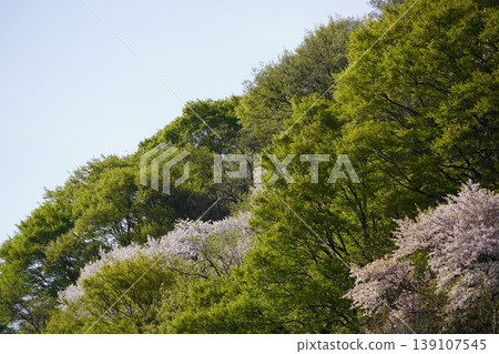 請欣賞長野縣埴科郡榊町山區盛開的山櫻。 請欣賞長野縣埴科郡榊町山區盛開的山櫻。 139107545