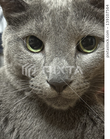 Close-up portrait of a Russian Blue cat looking at the camera 139107564
