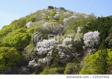 請欣賞長野縣埴科郡榊町山區盛開的山櫻。 請欣賞長野縣埴科郡榊町山區盛開的山櫻。 139107608