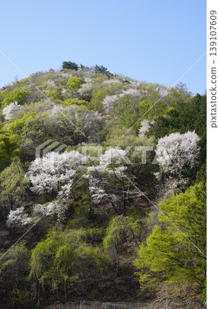 請欣賞長野縣埴科郡榊町山區盛開的山櫻。 請欣賞長野縣埴科郡榊町山區盛開的山櫻。 139107609