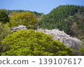 Please enjoy the mountain cherry blossoms blooming in the mountains of Sakaki Town, Hanishina District, Nagano Prefecture. 139107617