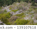 Please enjoy the mountain cherry blossoms blooming in the mountains of Sakaki Town, Hanishina District, Nagano Prefecture. 139107618