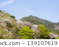 Please enjoy the mountain cherry blossoms blooming in the mountains of Sakaki Town, Hanishina District, Nagano Prefecture. 139107619