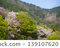 Please enjoy the mountain cherry blossoms blooming in the mountains of Sakaki Town, Hanishina District, Nagano Prefecture. 139107620