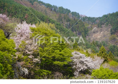 Please enjoy the mountain cherry blossoms blooming in the mountains of Sakaki Town, Hanishina District, Nagano Prefecture. Please enjoy the mountain cherry blossoms blooming in the mountains of Sakaki Town, Hanishina District, Nagano Prefecture. 139107620