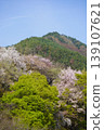 Please enjoy the mountain cherry blossoms blooming in the mountains of Sakaki Town, Hanishina District, Nagano Prefecture. 139107621