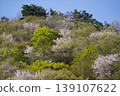 Please enjoy the mountain cherry blossoms blooming in the mountains of Sakaki Town, Hanishina District, Nagano Prefecture. 139107622