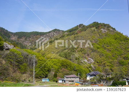 請欣賞長野縣埴科郡榊町山區盛開的山櫻。 請欣賞長野縣埴科郡榊町山區盛開的山櫻。 139107623