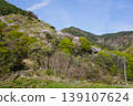 Please enjoy the mountain cherry blossoms blooming in the mountains of Sakaki Town, Hanishina District, Nagano Prefecture. 139107624