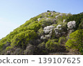 Please enjoy the mountain cherry blossoms blooming in the mountains of Sakaki Town, Hanishina District, Nagano Prefecture. 139107625