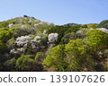 Please enjoy the mountain cherry blossoms blooming in the mountains of Sakaki Town, Hanishina District, Nagano Prefecture. 139107626