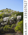 Please enjoy the mountain cherry blossoms blooming in the mountains of Sakaki Town, Hanishina District, Nagano Prefecture. 139107627