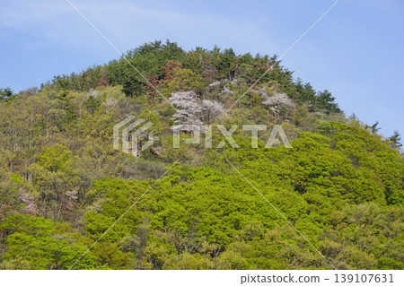 請欣賞長野縣埴科郡榊町山區盛開的山櫻。 請欣賞長野縣埴科郡榊町山區盛開的山櫻。 139107631