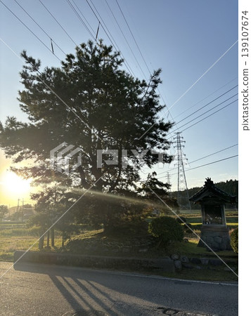 Nanto City Designated Cultural Property "Three Pine Trees" Nanto City Designated Cultural Property "Three Pine Trees" 139107674