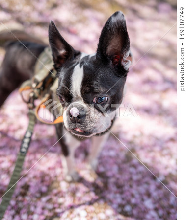 [Spring] Boston Terrier [Cherry Blossoms] 139107749