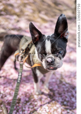 [Spring] Boston Terrier [Cherry Blossoms] 139107750