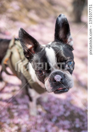 [Spring] Boston Terrier [Cherry Blossoms] 139107751