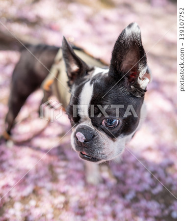 [Spring] Boston Terrier [Cherry Blossoms] 139107752