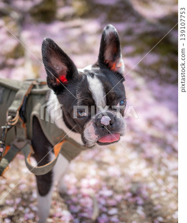 [Spring] Boston Terrier [Cherry Blossoms] 139107753